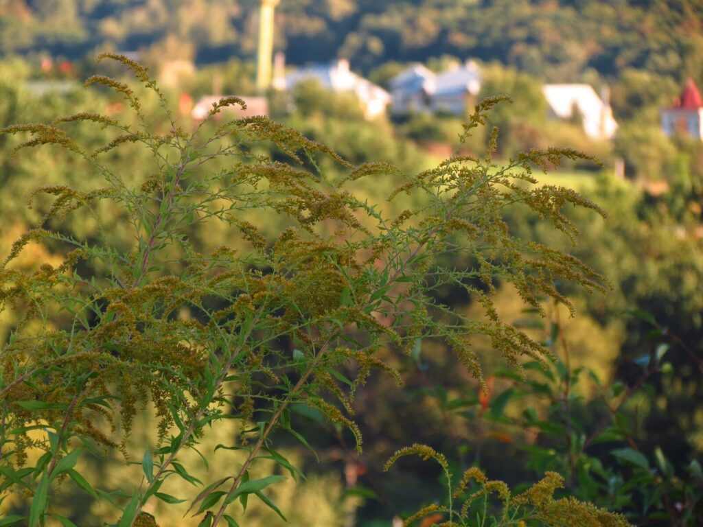 green plant under blue sky during daytime